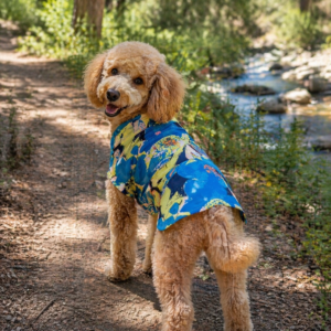 Abstract Print Summer Dog Shirt – Velcro Closure