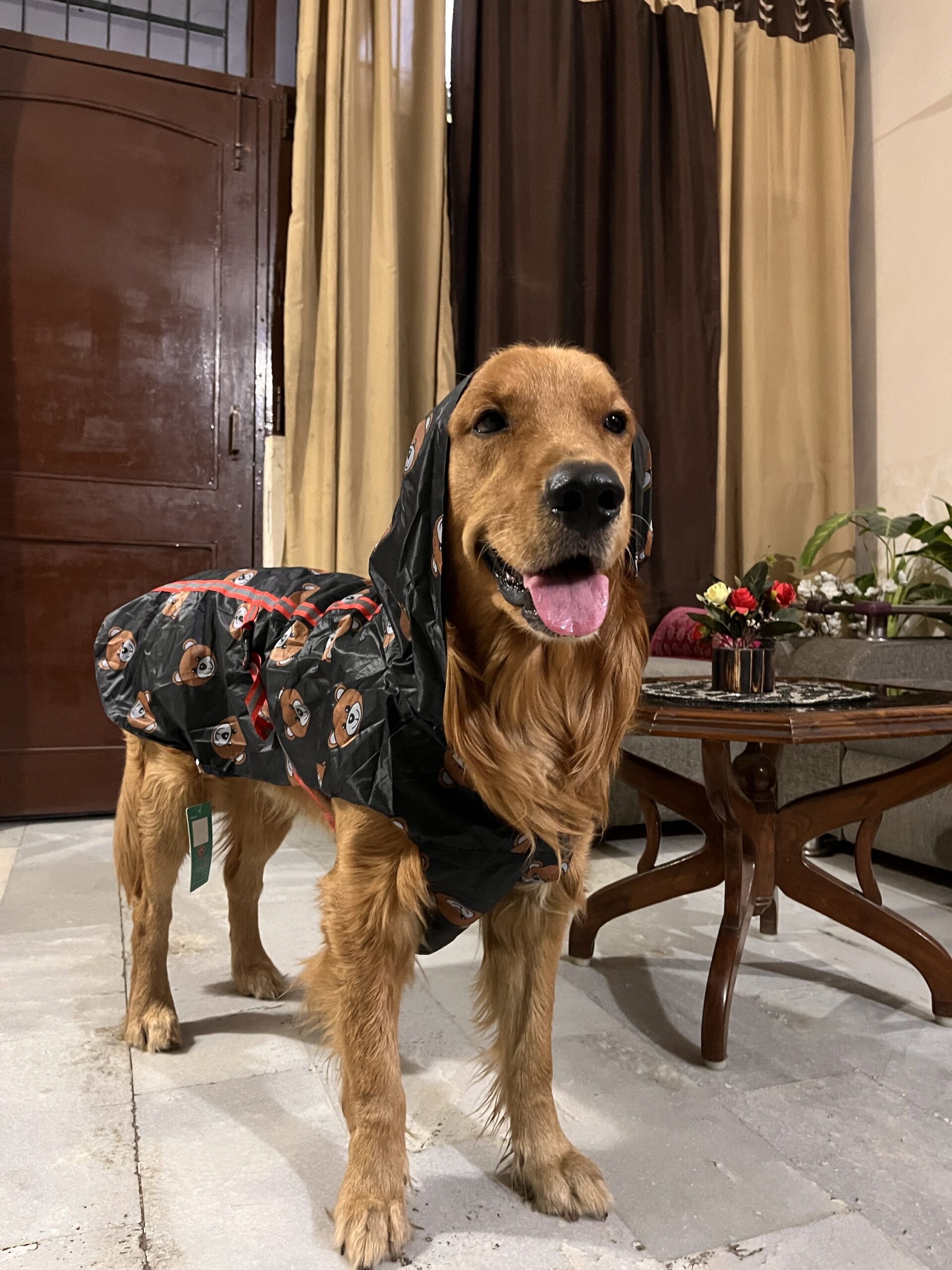 Black Teddy Bear Print Hooded Dog Raincoat - Image 2